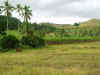 FJ_cane_fields.jpg (133899 bytes)