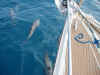 FJ_dolphins.jpg (166736 bytes)