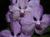 FJ_flowers1.jpg (173013 bytes)