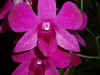 FJ_flowers2.jpg (160576 bytes)