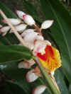 FJ_flowers3.jpg (113666 bytes)