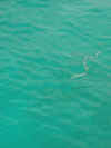 FJ_snake_attack3.jpg (92268 bytes)