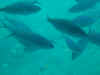 FJ_submarine_trip3.jpg (74223 bytes)