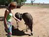 Annette_and_emus.jpg (157027 bytes)