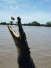 jumping_croc3.jpg (74348 bytes)