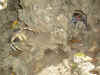 robber_crab3.jpg (512819 bytes)