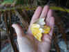 turtle_egg.jpg (172187 bytes)
