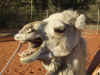 uluru_camel.jpg (128695 bytes)