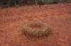 Acacia ant nest
