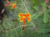 blossom.jpg (1142579 bytes)
