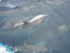 dolphins.jpg (954554 bytes)