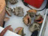 fresh_catch.jpg (1104572 bytes)