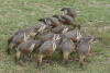 Burdekin ducks