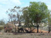 Roos in the shade