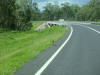 Chasing a wallaby