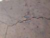 Dinosaur tracks