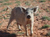 feral pig