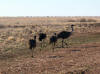 roadside emus