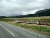 sugar cane train